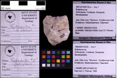 Foto (Objekt + Etiketten) von Bullariscus sp. (NHMW-GEO-1990-0041-0335)